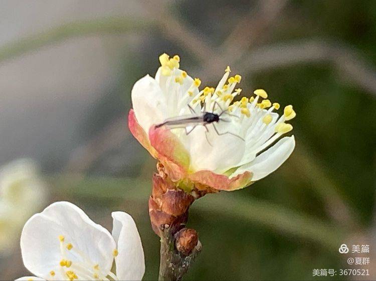 埃文凯尔佩戴白花现身南京燕子矶，一场意外的惊喜_效率解答解释落实