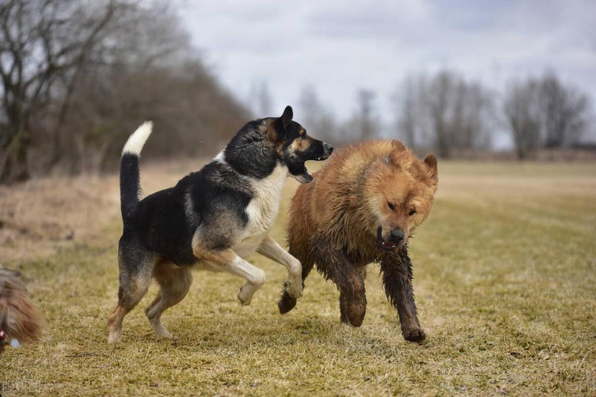 遇到四条大型犬撕咬母女事件怎么办？_知识解释