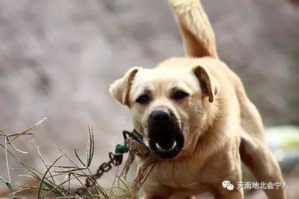 狗咬死母亲事件，反思与探讨_反馈意见和建议