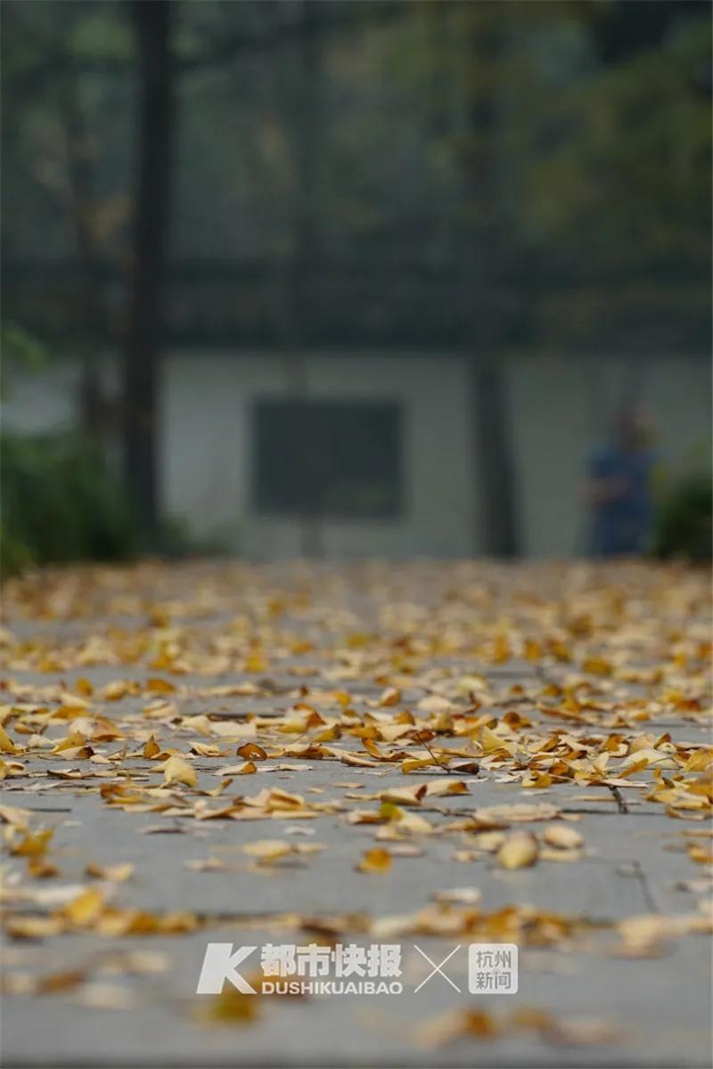 杭州开启落叶不扫模式，城市与自然共舞的美好时光_解答解释