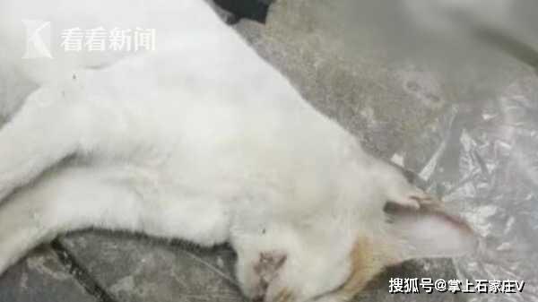 佛山近百只猫水塘溺亡事件，反思与呼唤动物保护意识的觉醒_反馈分析和检讨