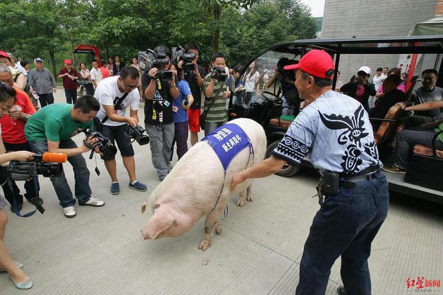 男子年会吃辣条夺冠，荣获300斤活猪大奖_反馈评审和审查