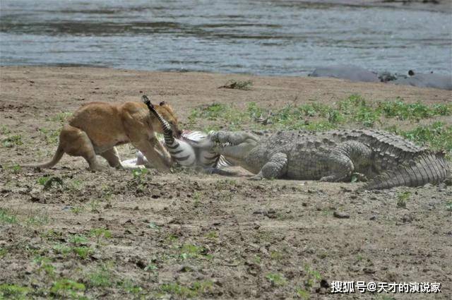 辟谣洞庭湖发现鳄鱼，探寻真相与生态保护的重要性_词语解释