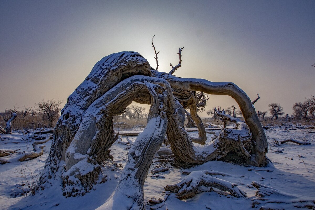 新疆雪后现大地之树，一幅宁静壮美的画卷_反馈记录和整理