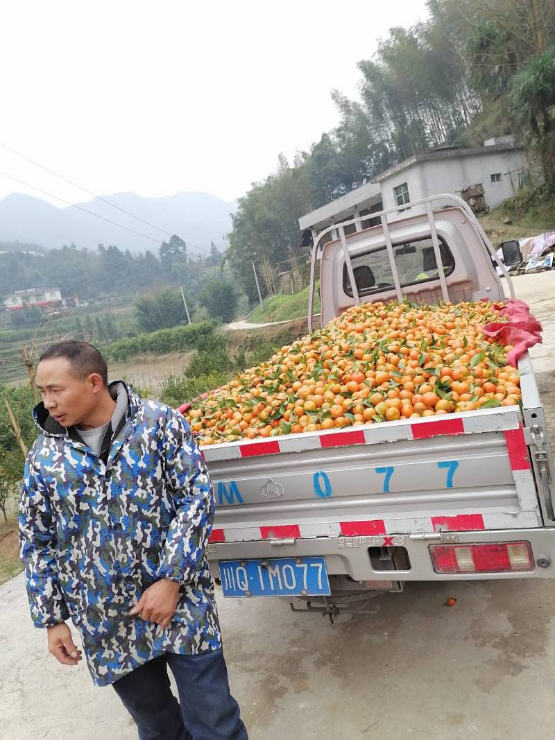 救护车开进柑橘园，一场意外的收获与援助行动_精密解答