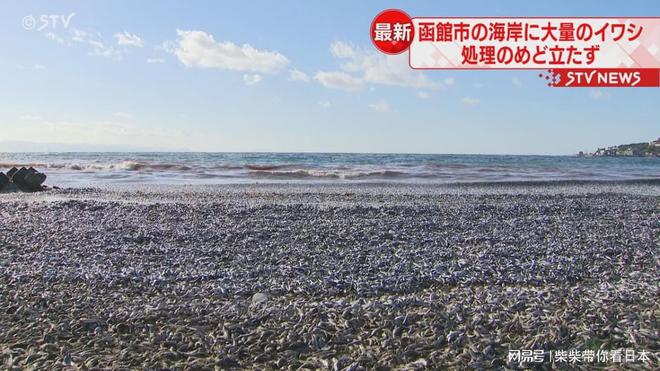 北海道沙滩惊现大量死鱼，海洋生态面临严峻挑战_实施落实