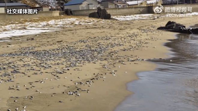 北海道沙滩惊现大量死鱼，揭示生态危机迫在眉睫_精选解释落实