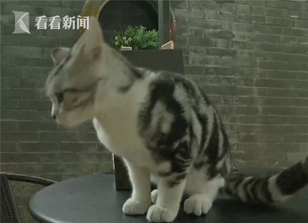 女子网购宠物猫遭遇延迟发货，取消订单后的五天等待_解答解释