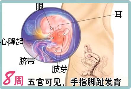 怀孕8周找不到胎儿，深度解析与应对建议_贯彻落实