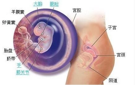 怀孕8周找不到胎儿，深度解析与应对建议_资料解释落实