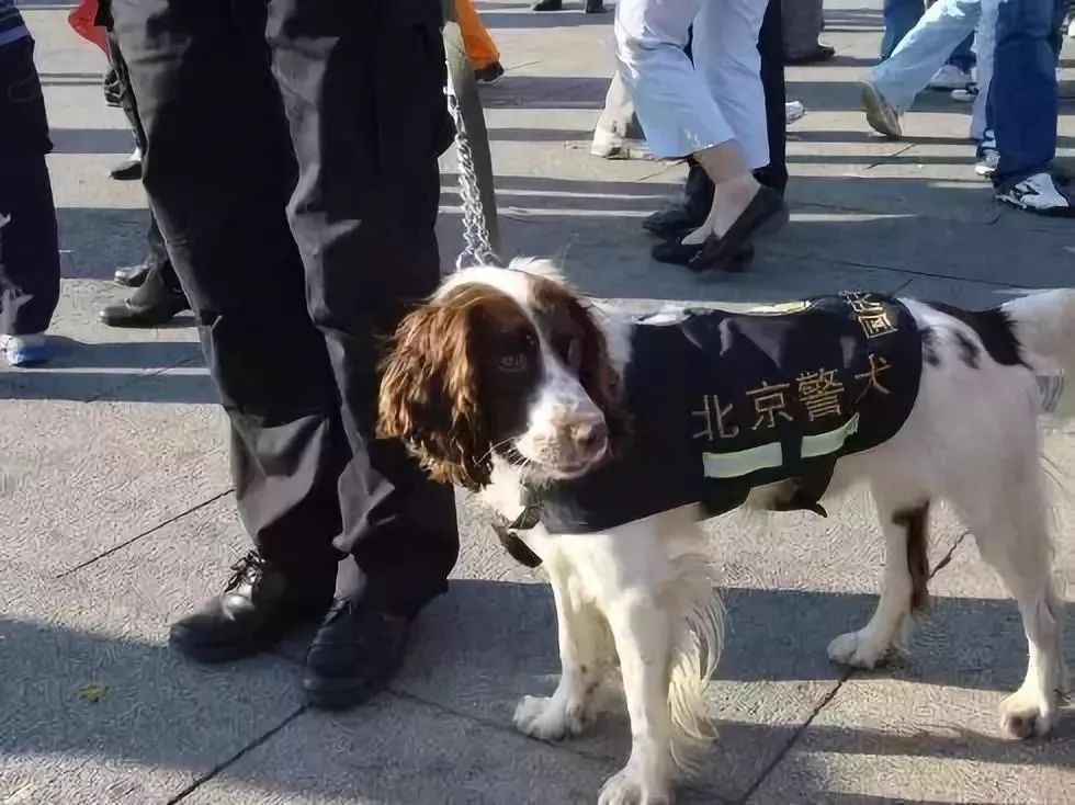 警犬幺幺零连续四周被通报的背后故事_反馈机制和流程