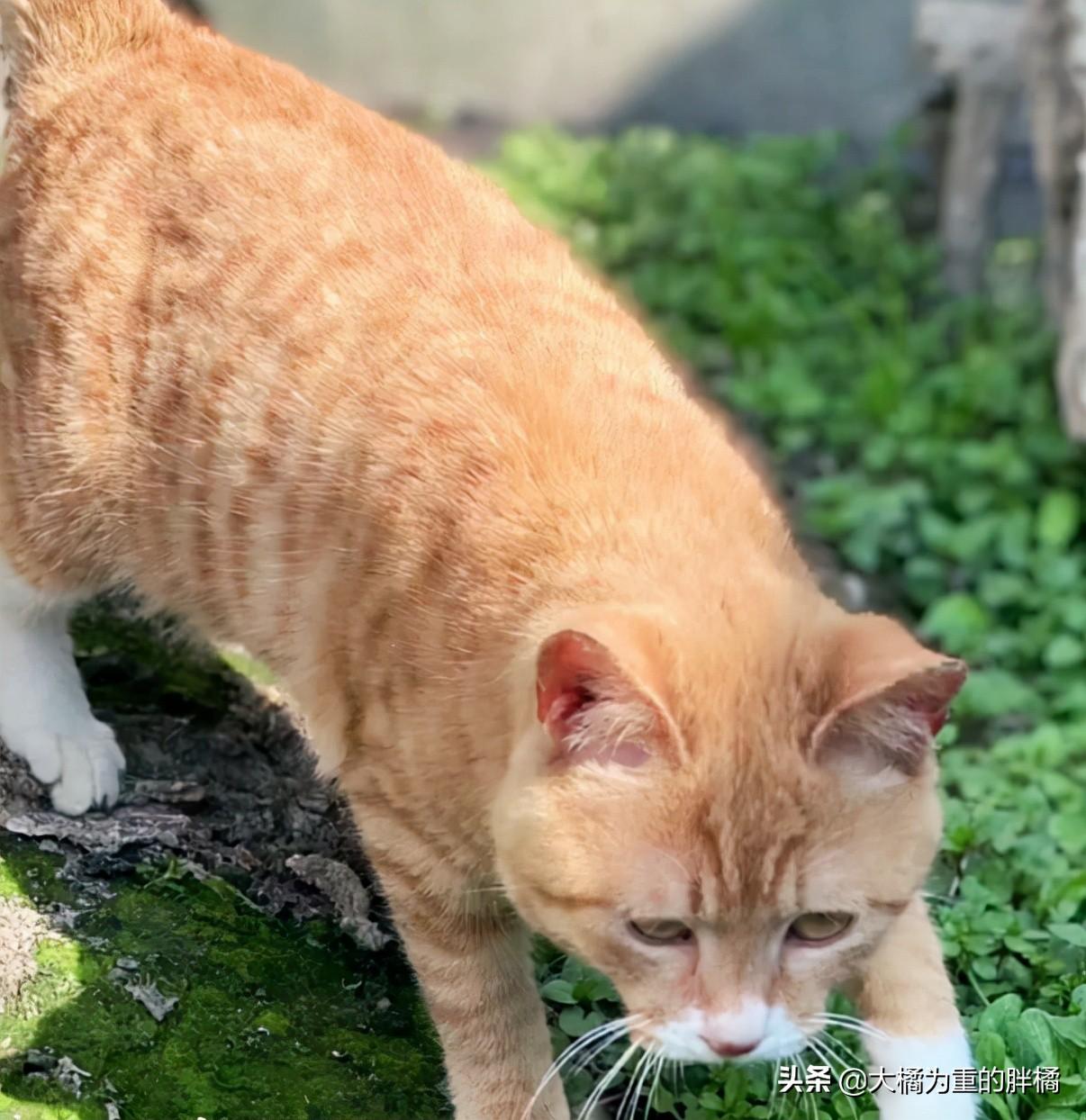 女子问小猫是否偷舔蛋糕背后的故事_精选解释