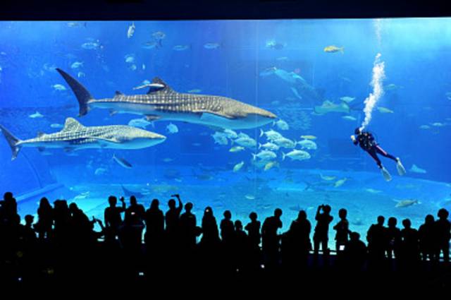 日本水族馆翻车鱼因缺乏游客而自闭，孤独海洋生物的心灵独白_细化落实