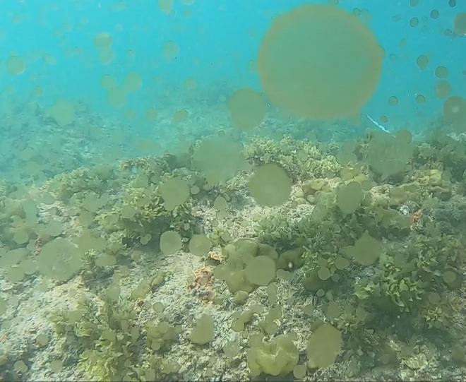 广东多个沿海城市出现赤潮现象，影响与应对之策_词语解释落实