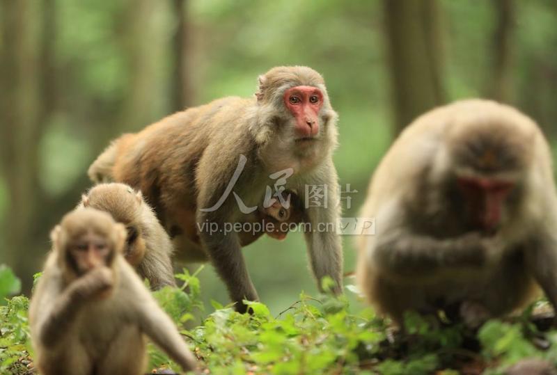 武汉一森林公园公告出售20只猕猴，引发关注与热议_明确落实