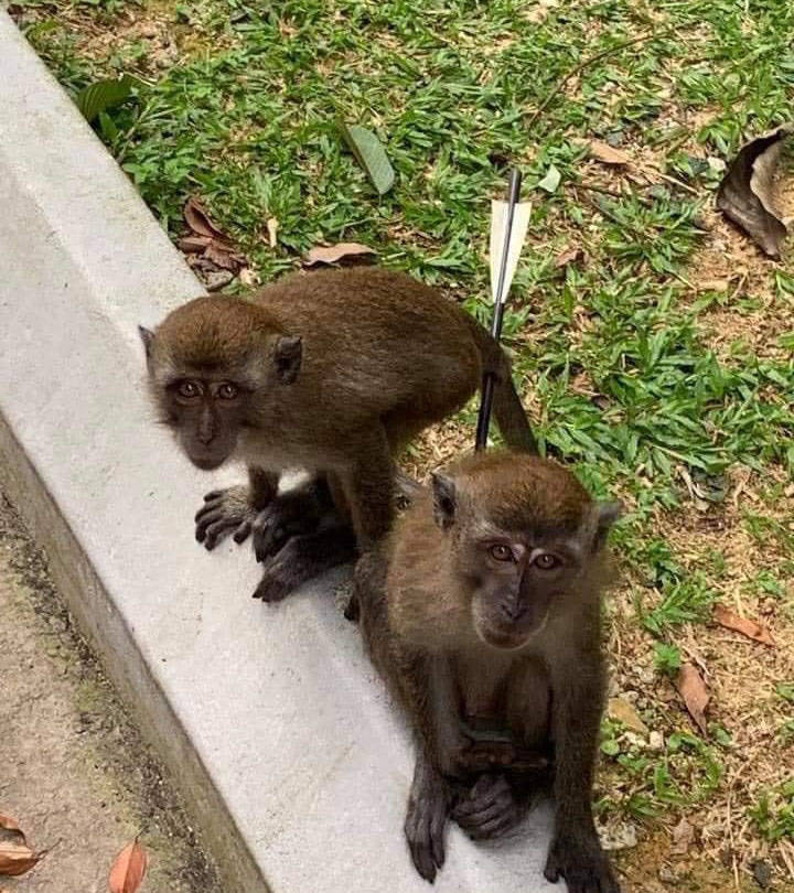 武汉一公园出售猴子的现象，背后的真相与反思_贯彻落实