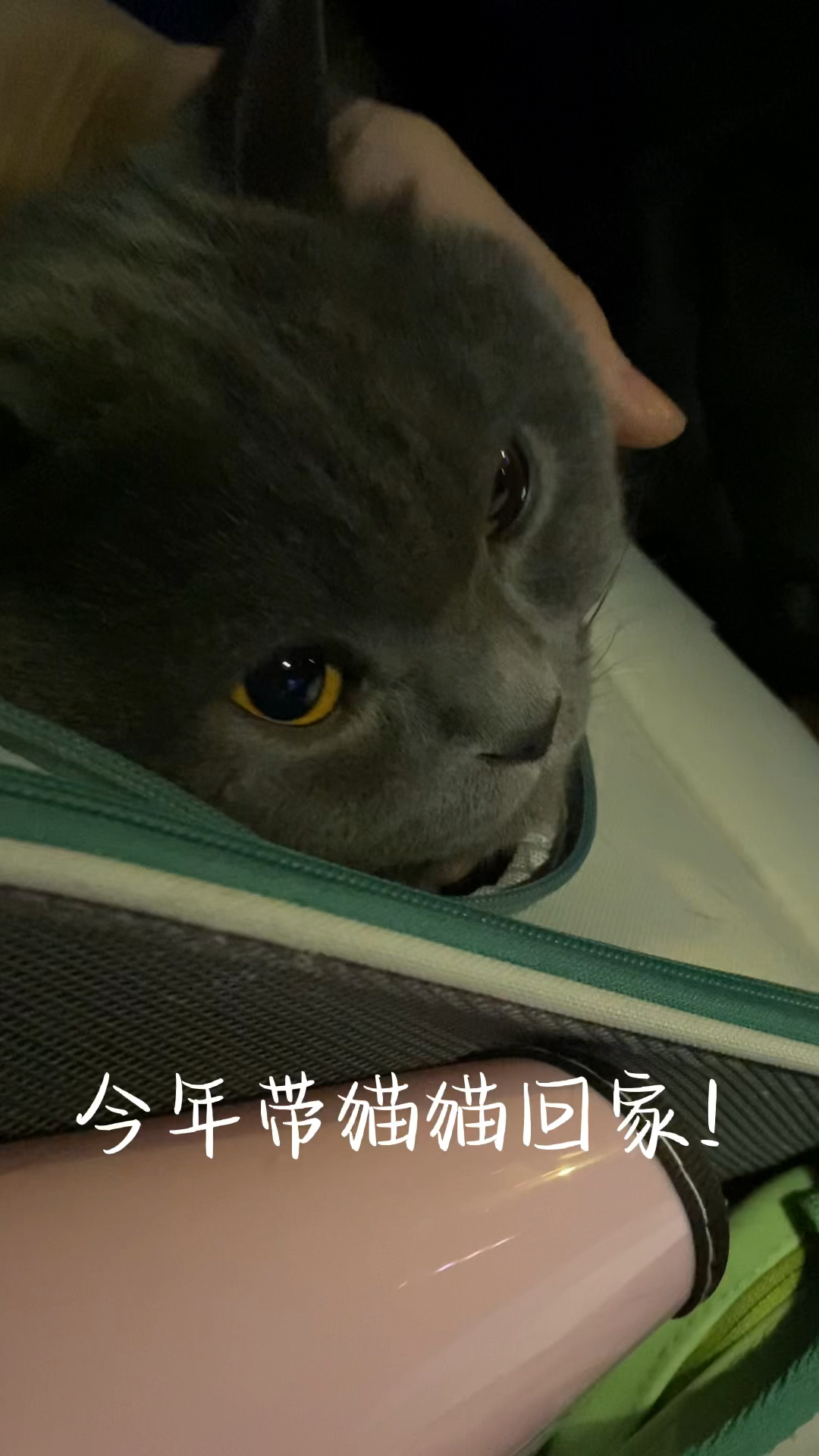 带15只猫回家过年，一场温馨与责任的交织之旅_动态词语解释