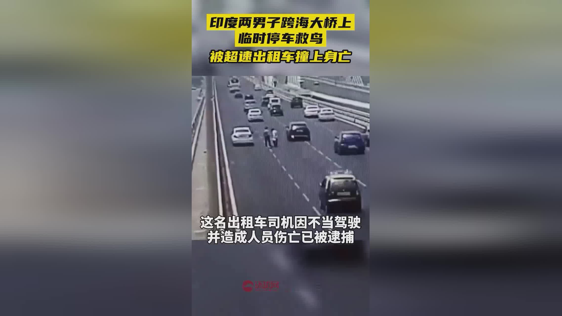 列车因撞鸟临时停车，一次意外的安全警示_反馈内容和总结