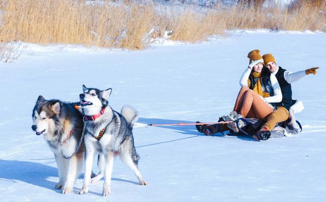 狗狗滑雪记，一场意外的欢乐冒险_资料解释落实