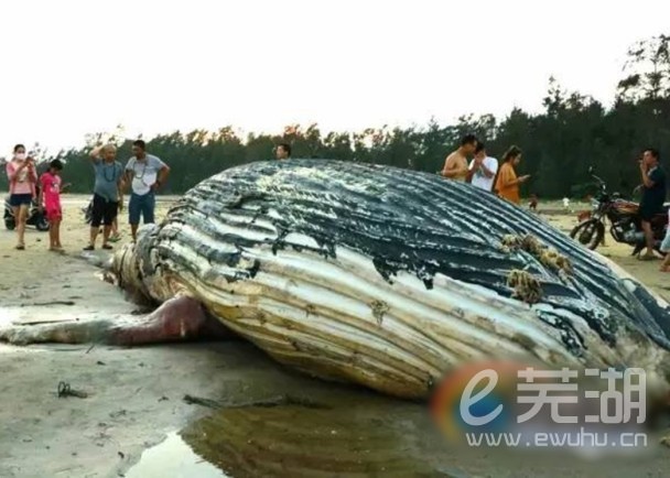 海南一景区附近惊现巨鲸尸体，探索背后的奥秘与反思_明确落实