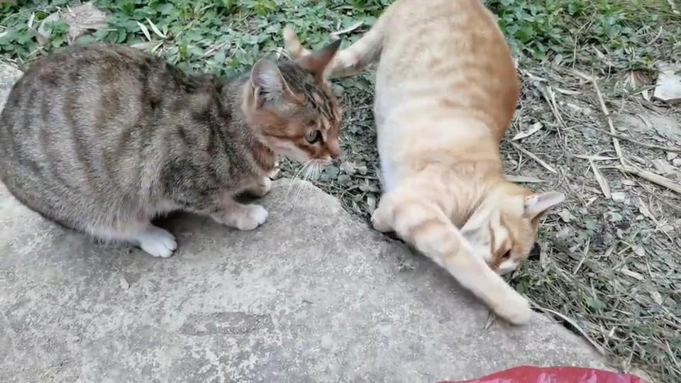 狸花猫巧妙出击，橘猫瞬间直立——一场猫咪间的奇妙对决_反馈记录和整理