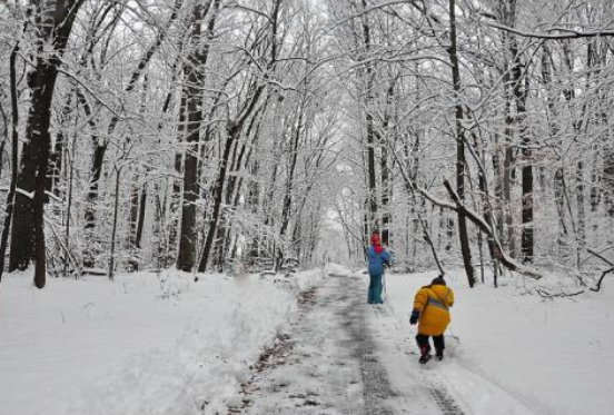 河南多地降下鹅毛大雪，一场冬日瑞雪的美丽与影响_落实到位解释