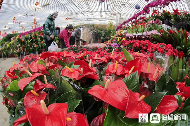 春节临近，年宵花市场火热，热销态势显著_权威解释