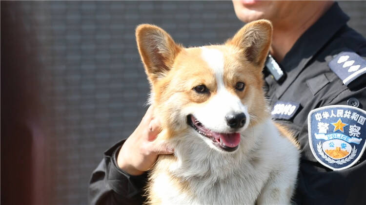 柯基警犬福仔获年度逆天改命奖_执行落实