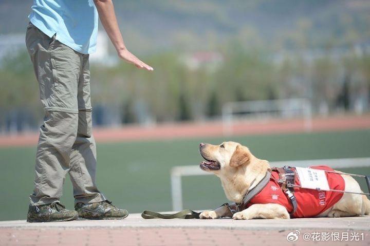 地铁上的特殊守护者，导盲犬乖乖的独特行为_精密解答