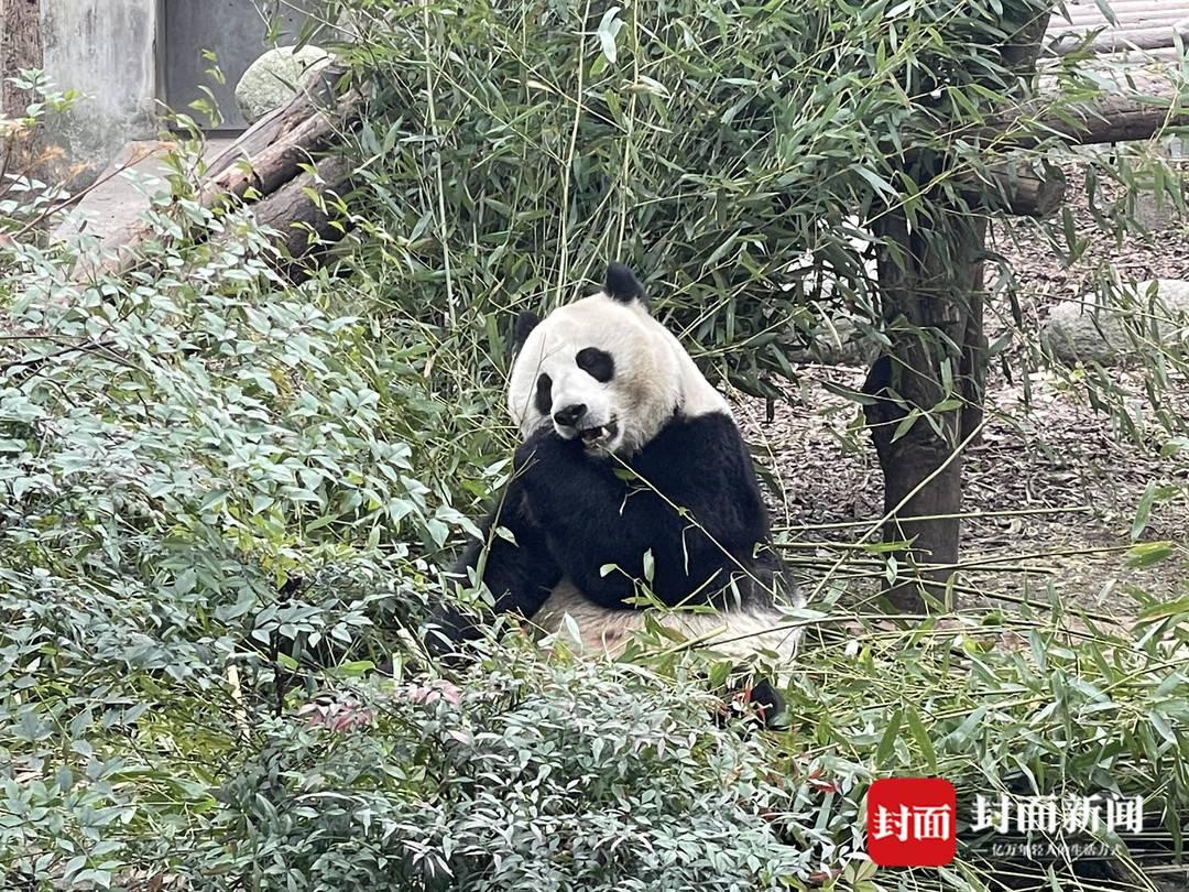 深夜驾车遇熊猫遛弯