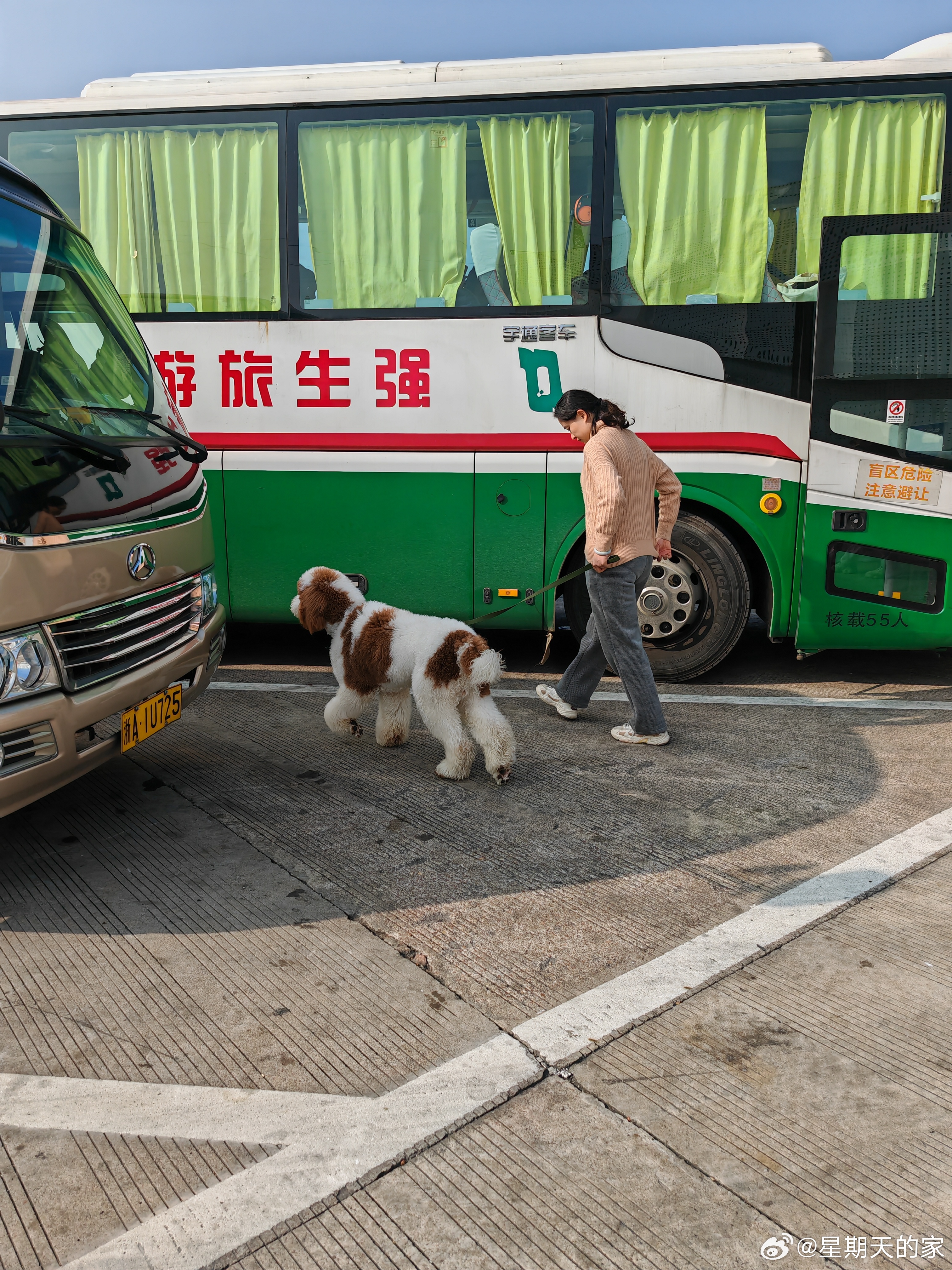 春运高速服务区宠物浓度超高，现象解读与对策建议_权限解释落实