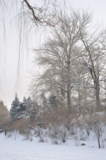 北京下雪的冬日韵味_全面解答落实