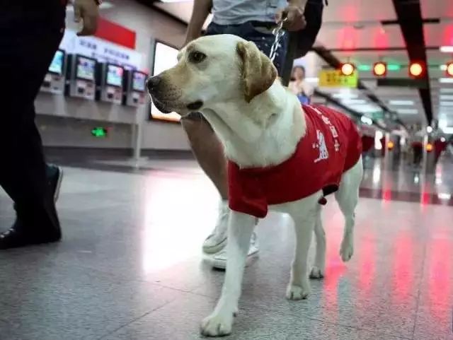 地铁上导盲犬乖乖捂住自己的嘴