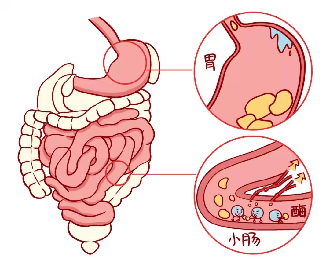 胃开启了连轴转模式，深度探索人体消化奇迹_反馈评审和审查