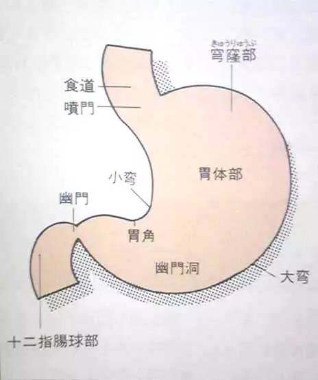 胃开启了连轴转模式