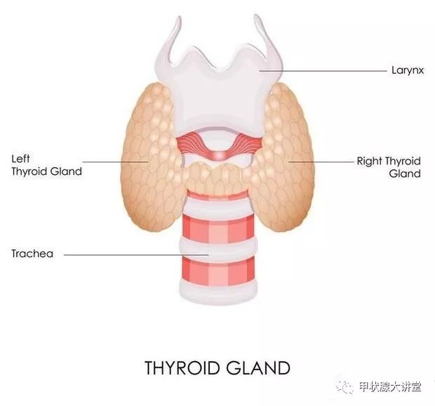 健康的甲状腺，隐形之翼，触摸不到的平衡力量_效率解答解释落实