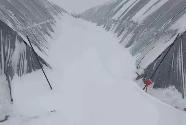 雪夜中的奇迹，两人除雪时大棚塌了，露出勇敢与智慧的两颗璀璨脑袋_全面解释落实