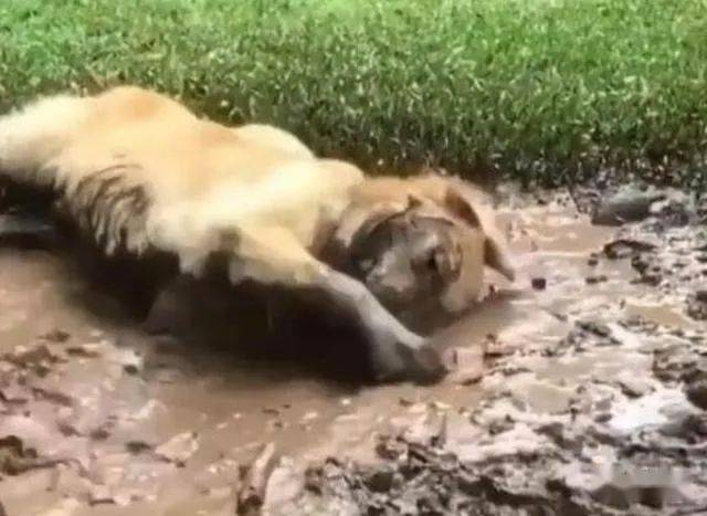 首批返乡犬群中的勇者遭遇粪坑挑战_全面解答落实