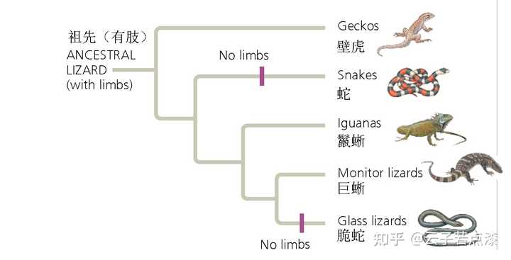 蛇的进化之谜，为何逐渐舍弃四肢？_资料解释