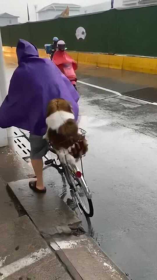 风雨中的守护，母女骑车接回家中被抱走的小狗_最佳精选