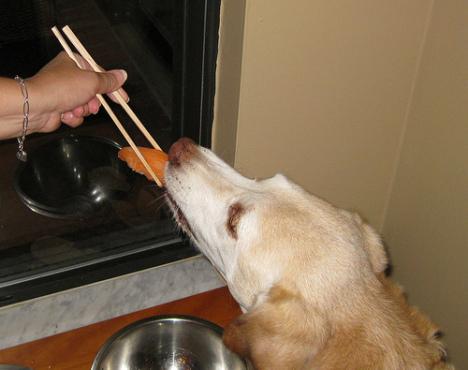 宠物狗遭烹饪分食，道德伦理与社会责任的呼唤_精选解释