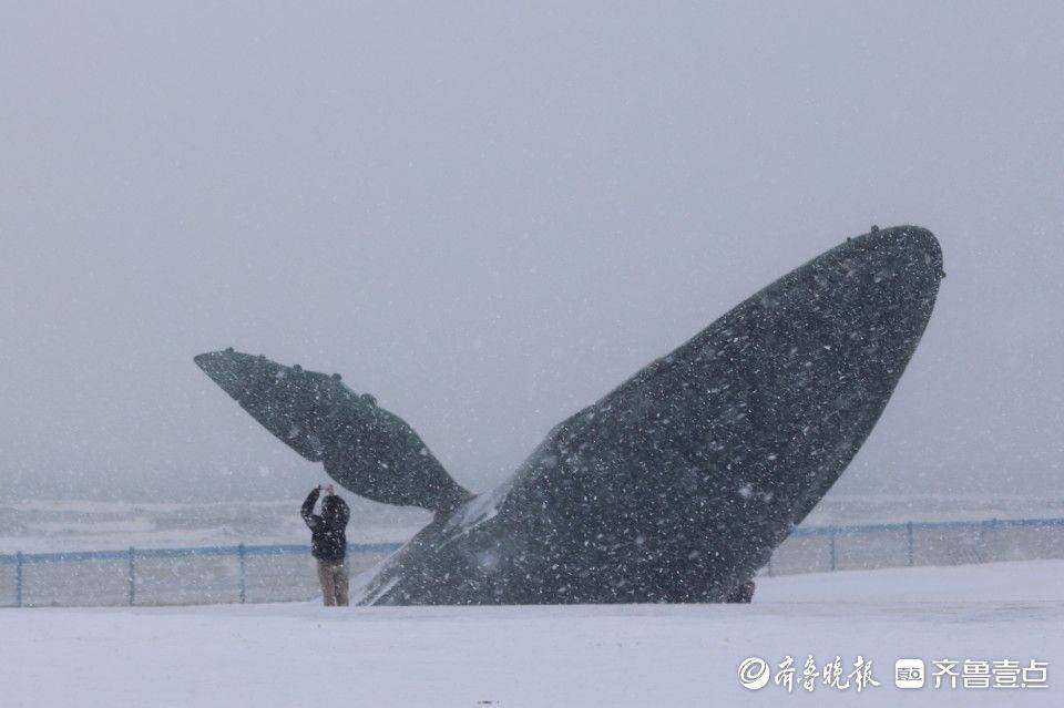 山东烟台暴风雪中的孤鲸，逆境中的坚韧与力量_精准落实