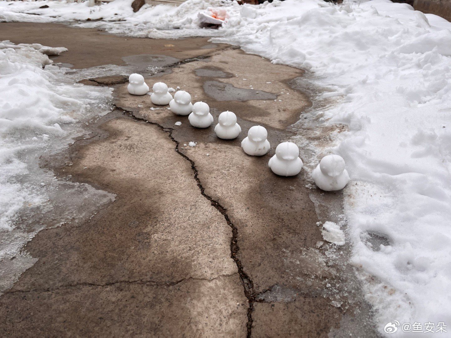 烟台海边石墩雪鸭子占领记_精准解答落实