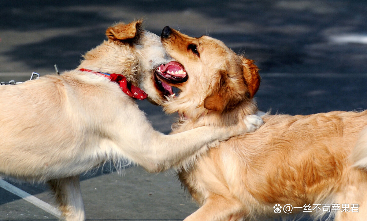 萌犬掐架引发交通堵塞，温馨场景令人无奈_解释定义