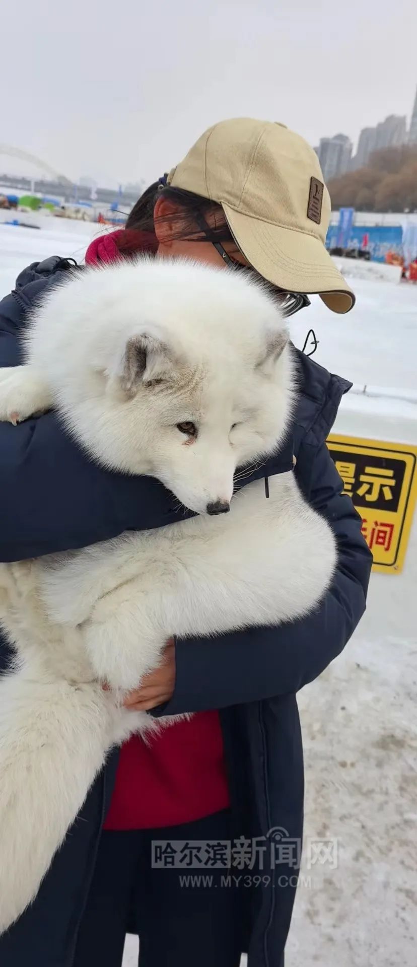 狐狸闪现亚冬会赛场，神秘魅力与竞技激情的交融_资料解释落实