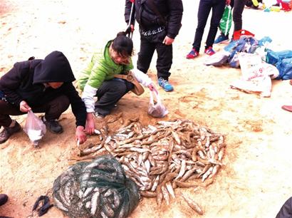 潍坊海面冻住大量梭鱼，根本捡不完_贯彻落实