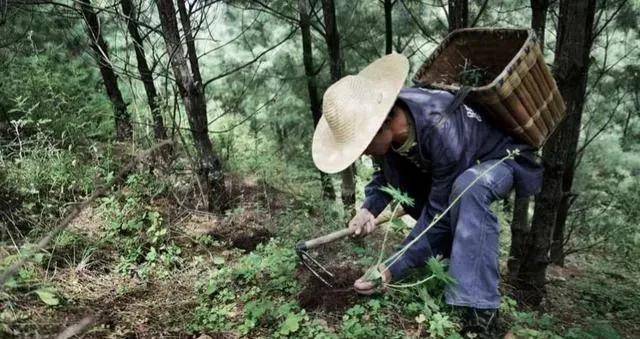 男子上山采药意外发现人体骸骨，深山中的未知之谜_具体执行和落实