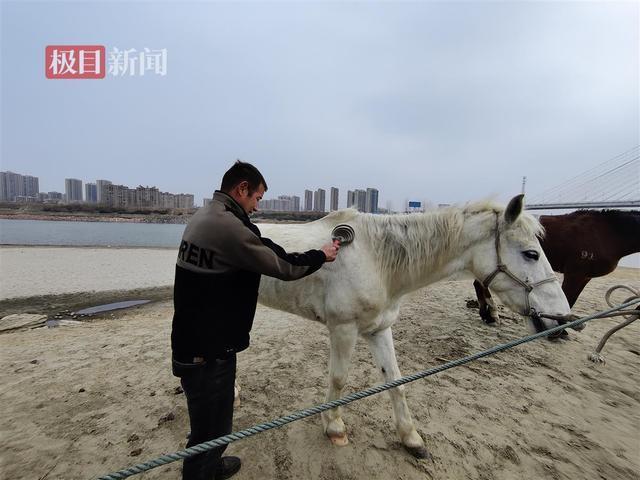 下水救人，白龙马病情反复，一场生死与希望的博弈_精准落实