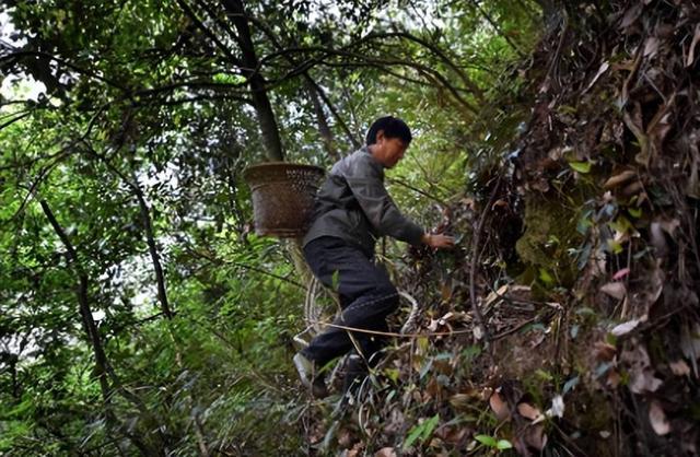 上山采药意外发现人骸骨，一次深山中的奇遇与反思_反馈调整和优化