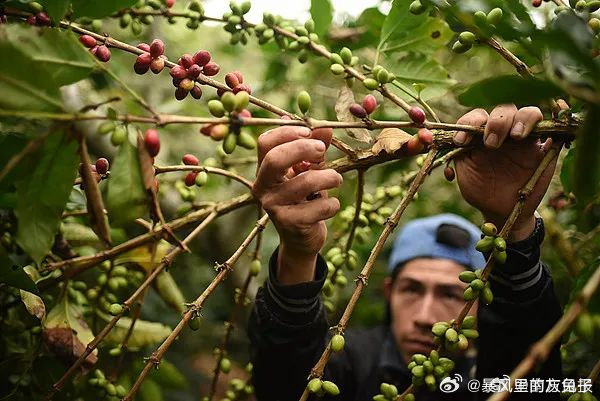 咖啡豆涨幅超越黄金，市场新动向的深度解析_精准解答落实